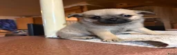 Mixed Breed dogs for sale: Pug x Pom puppies - Advert 4