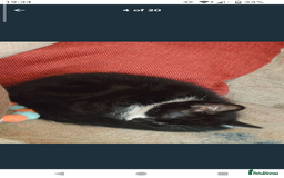 Domestic Shorthair cats for sale: Beautiful kittens ready for loving homes  - Image 4