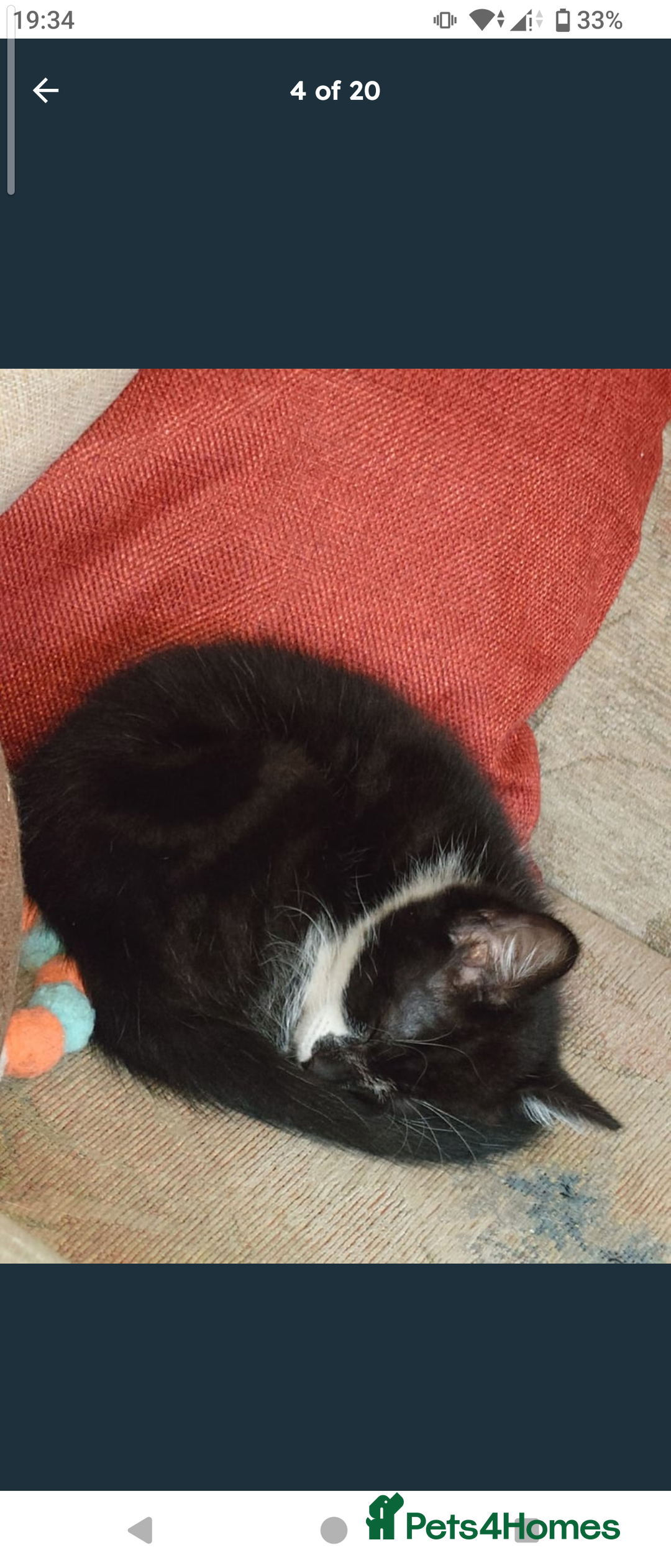 Domestic Shorthair cats for sale: Beautiful kittens ready for loving homes  - Image 4