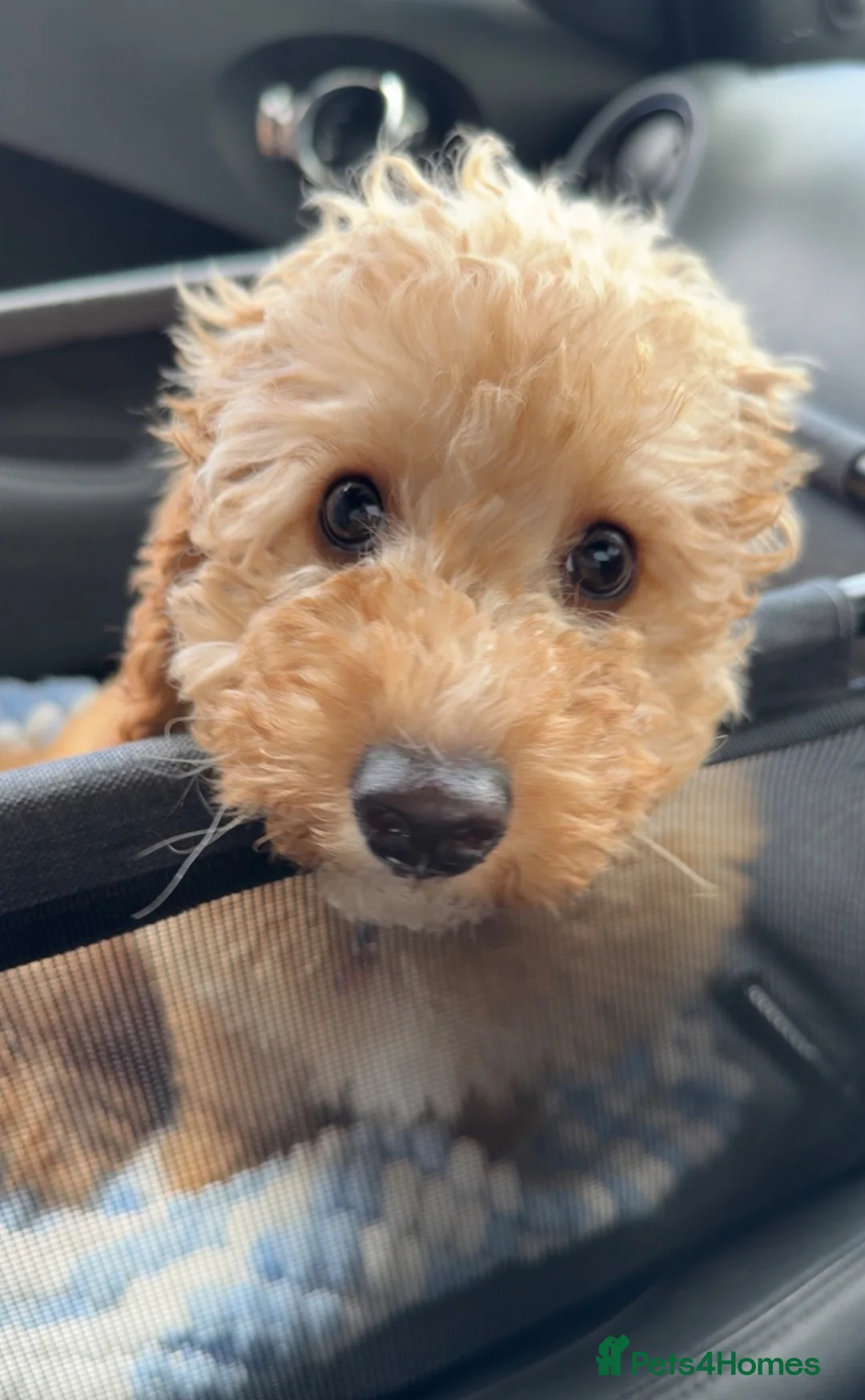 Cavapoo dogs for sale: Cavapoo Puppy in Aberdeen - Advert 2