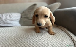 Miniature Dachshund dogs for sale: 1 boy 1 girl long haired ** - Image 12