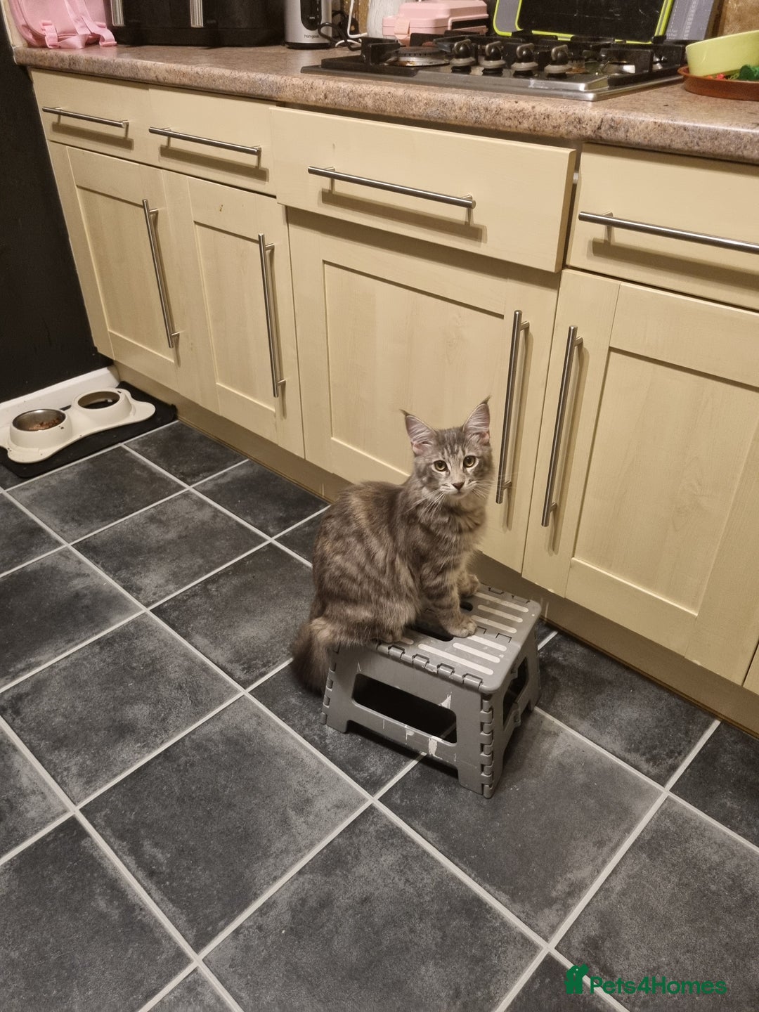 Maine Coon cats for sale: Female Maincoon  - Image 4