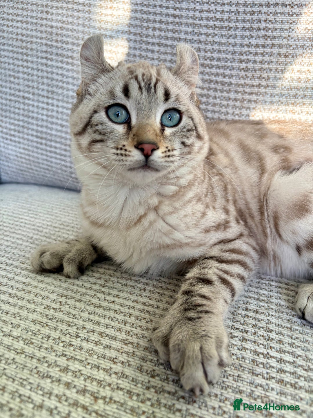 Keetso cats for sale: Super wild looking poly curled eared leopard  - Advert 10