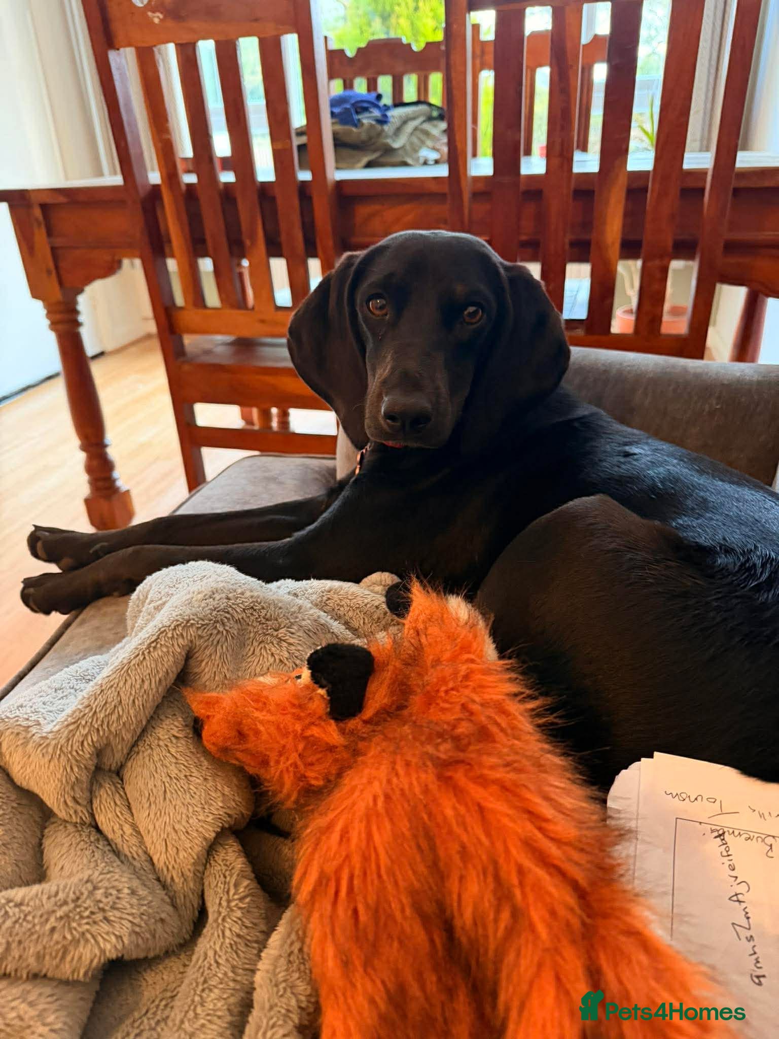 Mixed Breed dogs  Flora ♥️  - Advert 1