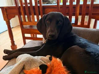 Mixed Breed dogs Flora ♥️ - Advert 1