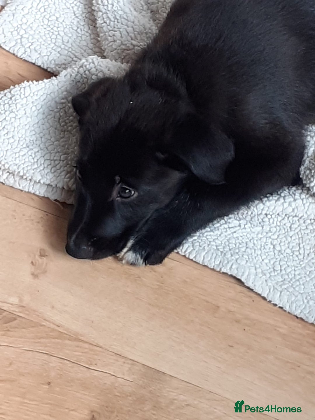 Mixed Breed dogs for sale: Beautiful Rough Collie/Border Collie puppies.  in Towcester - Image 3