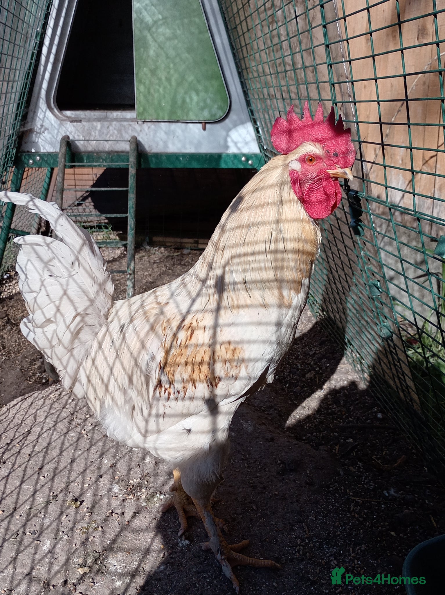 Chickens poultry White cock - Advert 4