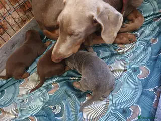 Dobermann dogs Elite European Doberman Puppies in Knottingley - Advert 1