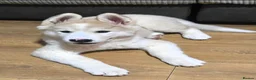 Mixed Breed dogs for sale: Beautiful AkitaMute For Sale - Advert 2