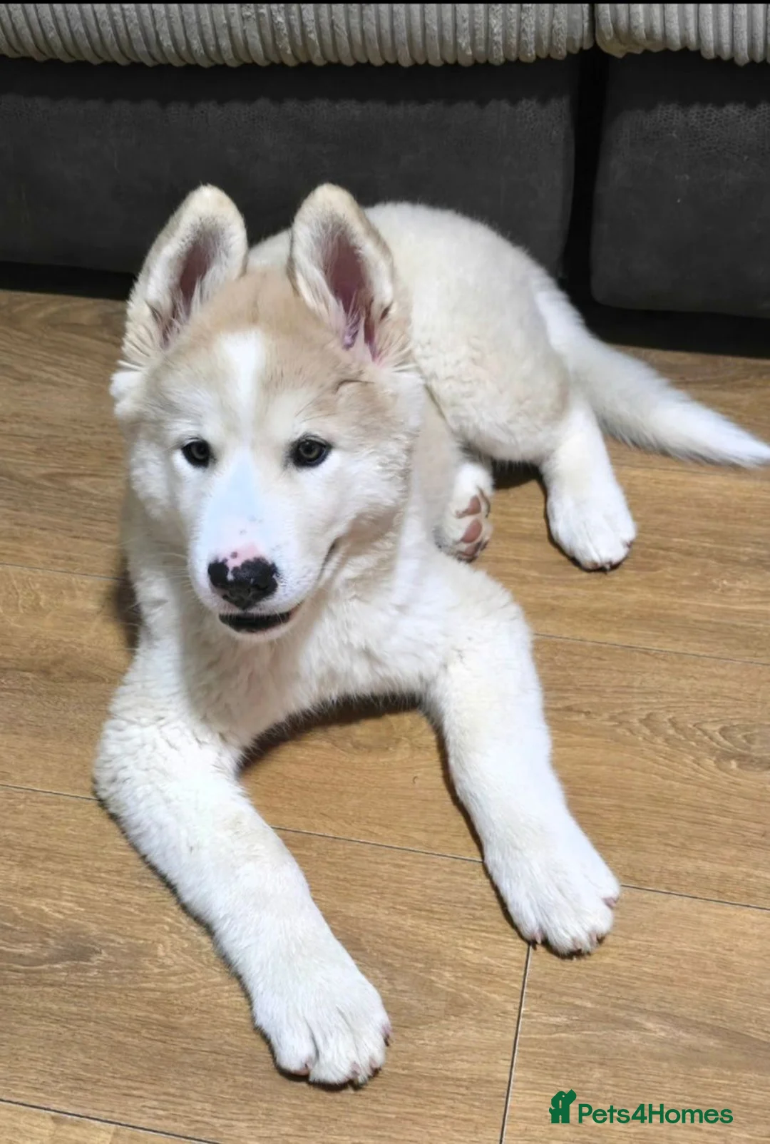 Mixed Breed dogs for sale: Beautiful AkitaMute For Sale - Advert 2