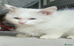 Ragdoll cats for sale: Pedigree Ragdolls for sale £495 - Image 33