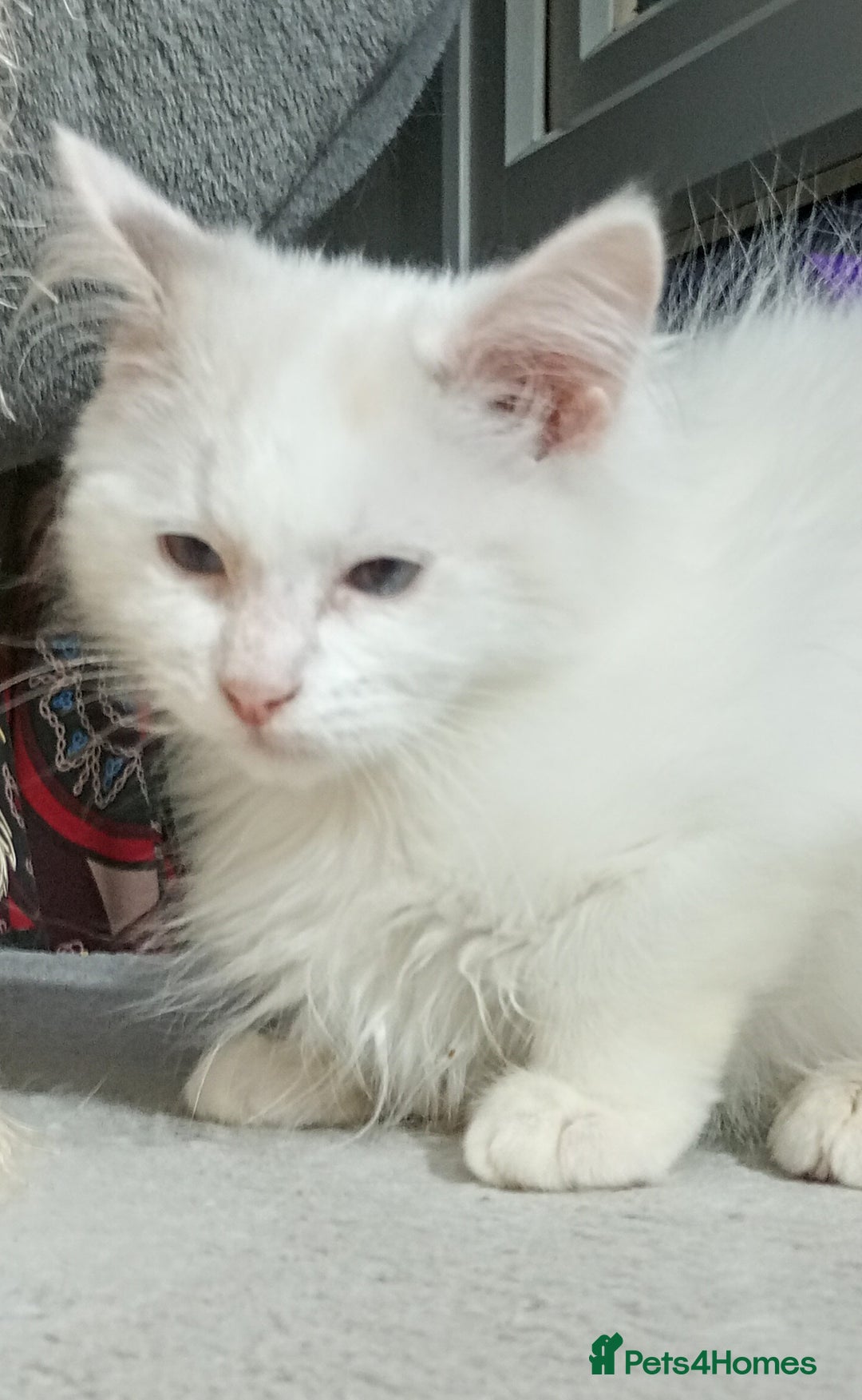 Ragdoll cats for sale: Pedigree Ragdolls for sale £495 - Image 33