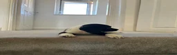 English Springer Spaniel dogs for sale: 10 week old Springer Spaniel Male in Nottingham - Advert 3
