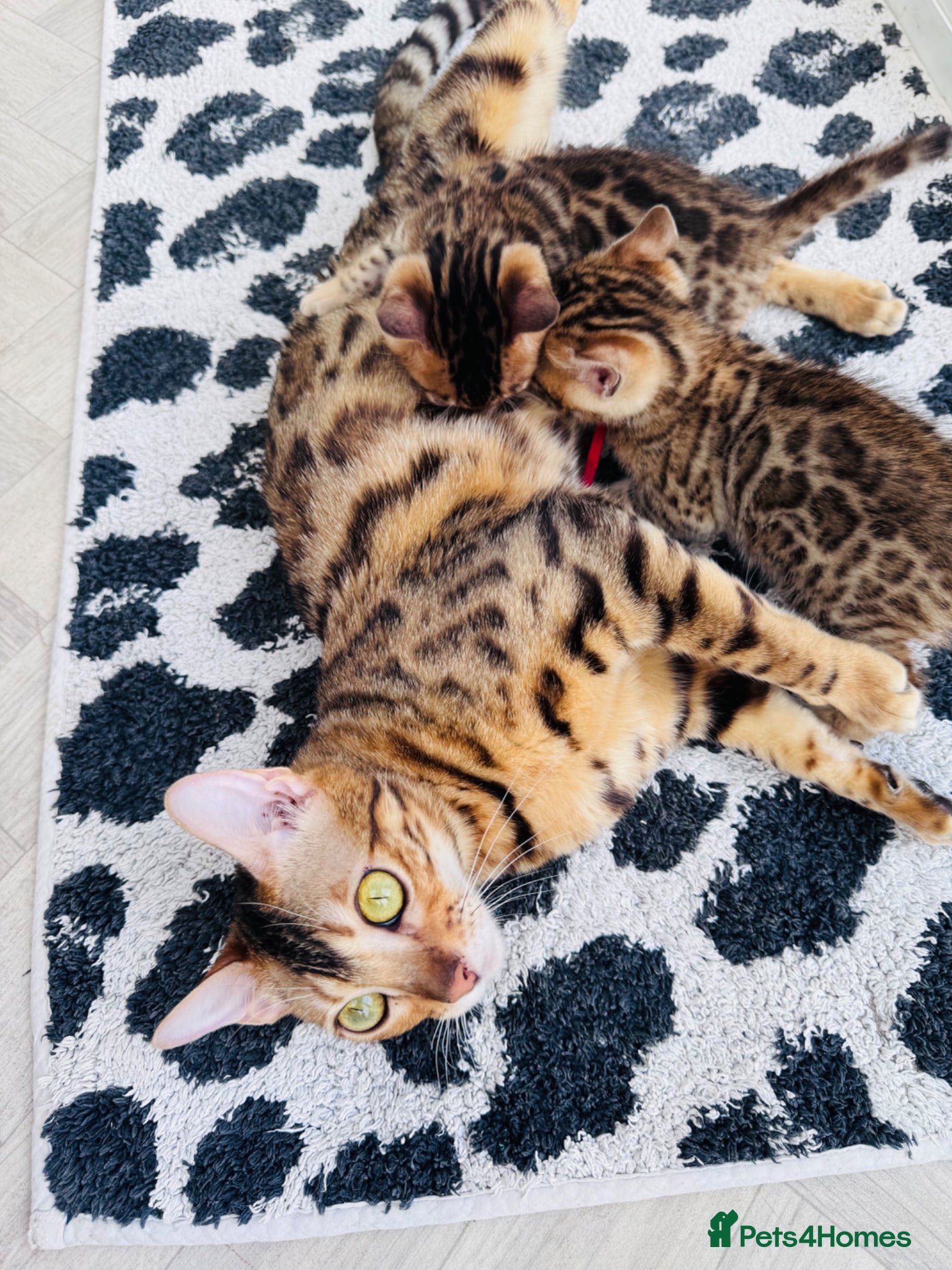 Bengal cats TICA Reg Bengal Kittens - Advert 1