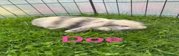 Mini Lop rabbits for sale: Mini lop rabbits looking for new home  - Advert 3