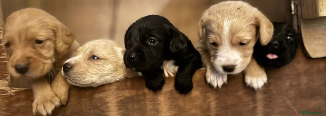 Cockerdor dogs for sale: Beautiful Gamekeeper Bred Working Cockerdors - Advert 1