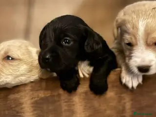 Cockerdor dogs Beautiful Gamekeeper Bred Working Cockerdors - Advert 16