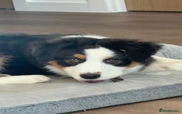 Australian Shepherd dogs for sale: Australian Shepherd Girl - Advert 3