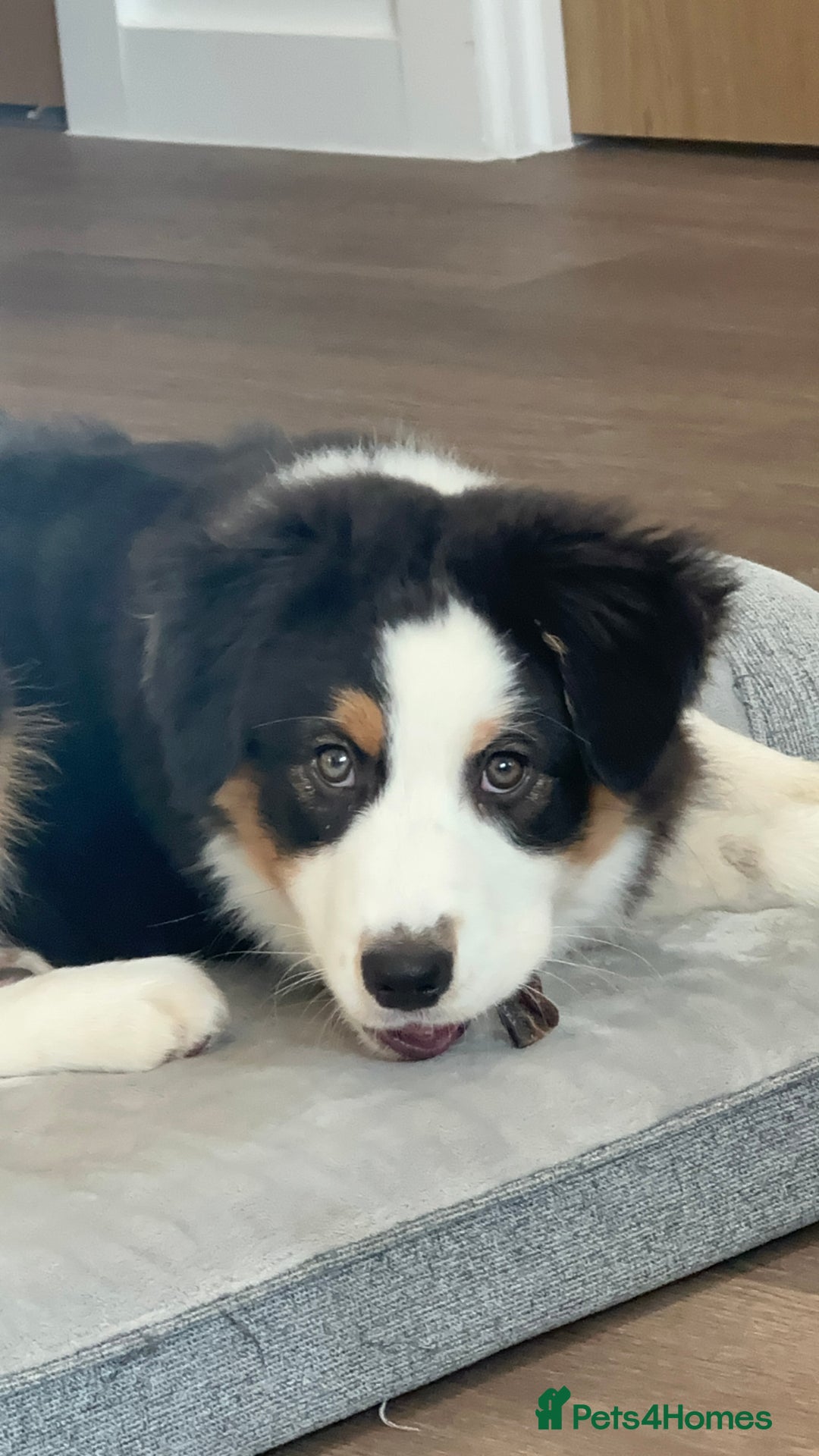 Australian Shepherd dogs for sale: Australian Shepherd Girl - Advert 3