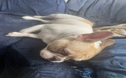 French Bulldog dogs for sale: Wanted French Bulldog - Image 1