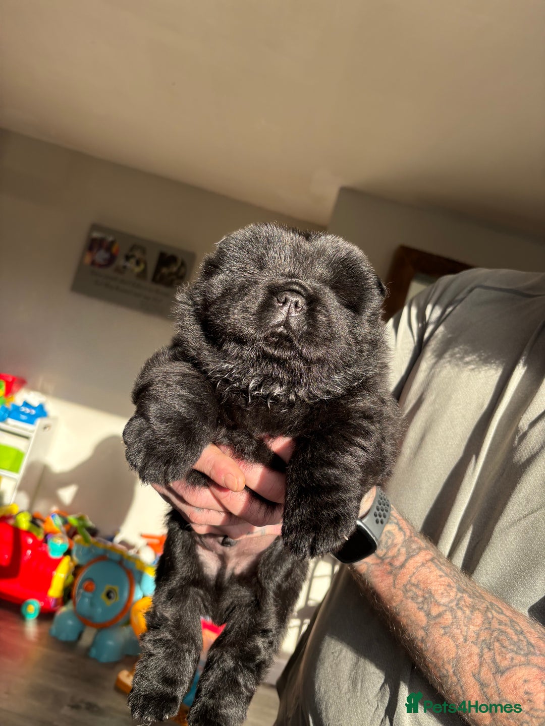 Chow Chow dogs for sale: chow chow puppy’s ready in 12 days  - Advert 14