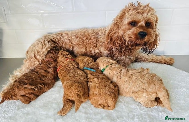 Cavalier King Charles Spaniel dogs Ready to bring home! Cavapoos perfect companion - Advert 4