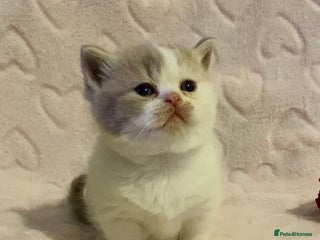 Scottish Fold cats 🧸😻CHAMPION LINE TICA ACTIVE SCOTTISH/BSH😻🧸 - Advert 4