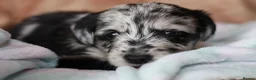 Labradoodle dogs for sale: Beautiful rainbow litter of F1 labradoodle puppies - Advert 19