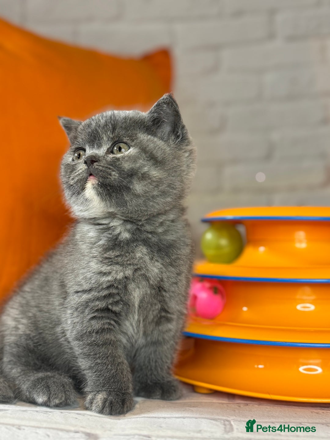 British Shorthair cats for sale: British Shorthair Kittens blue tortie  - Advert 20