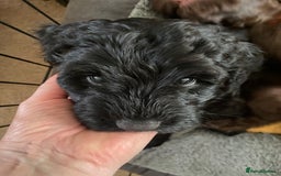 Sproodle dogs for sale: 1 Gorgeous F2 Sproodle Girl FULLY Vaccinated - Image 23