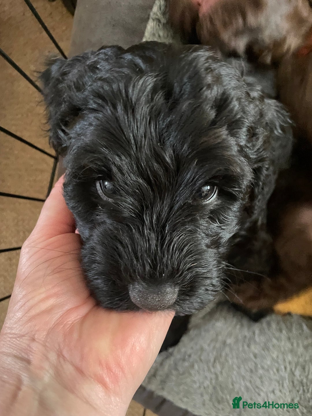 Sproodle dogs for sale: 1 Gorgeous F2 Sproodle Girl FULLY Vaccinated - Image 23