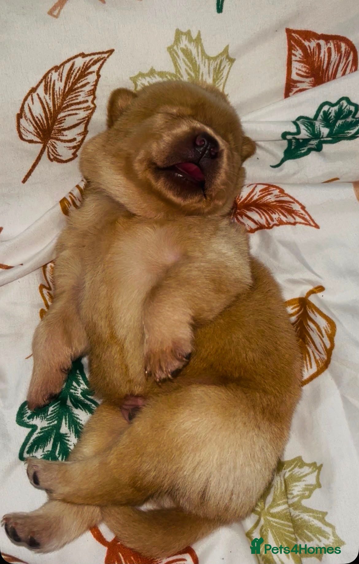Mixed Breed dogs Beautiful chowador litter - Advert 1