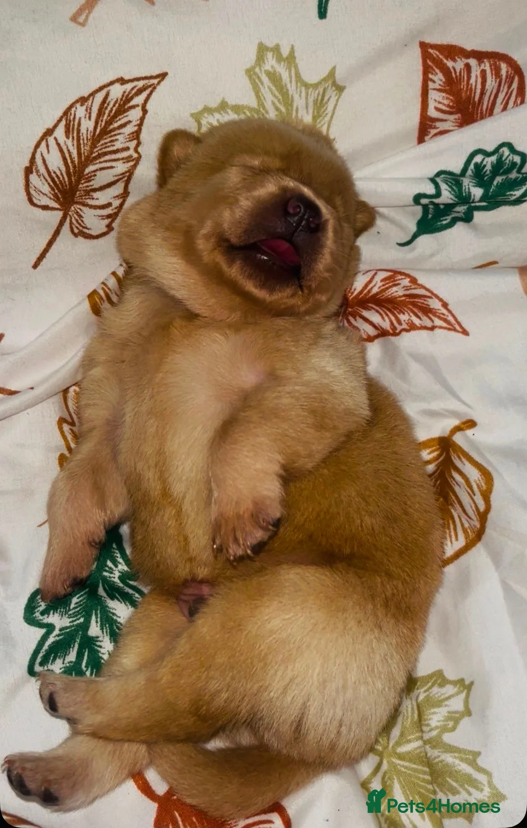 Mixed Breed dogs for sale: Beautiful chowador litter in Hyde - Advert 1