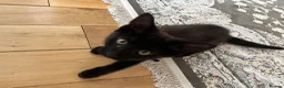 Mixed Breed cats for sale: Black kitten for sale - Advert 4