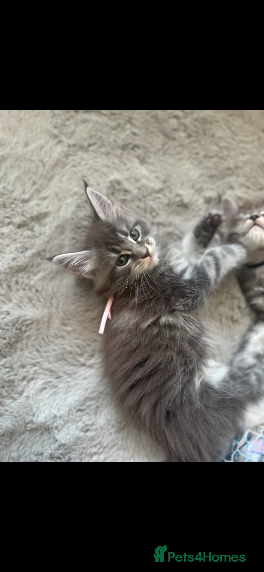 Maine Coon cats for sale: Maine coon kittens - Advert 18