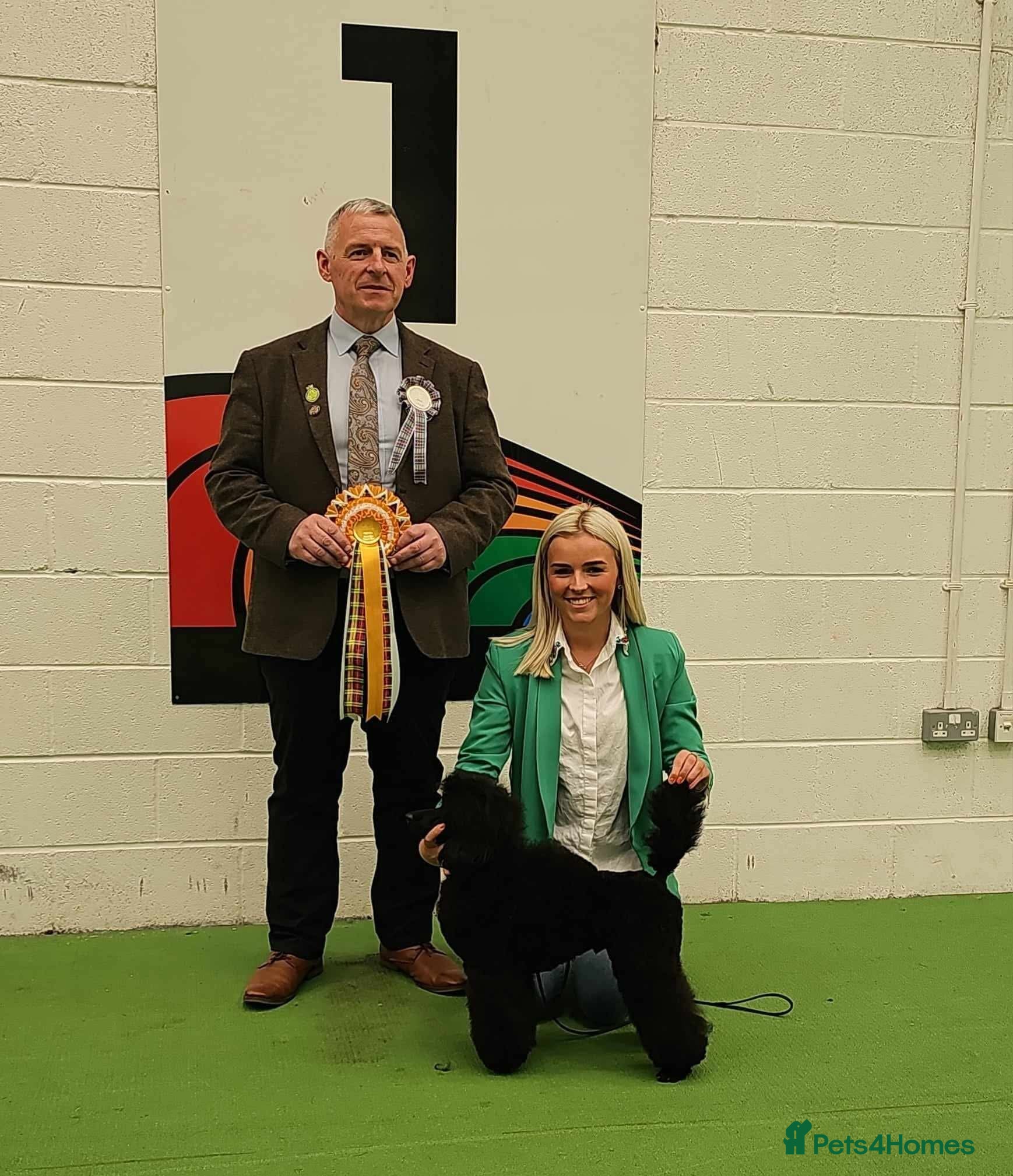 Miniature Poodle dogs Lorayla's Isadora's legacy - Advert 1