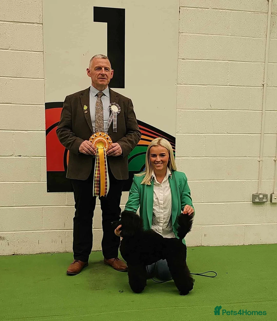 Miniature Poodle dogs for stud: Lorayla's Isadora's legacy - Advert 1