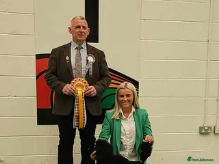 Miniature Poodle dogs Lorayla's Isadora's legacy - Advert 1