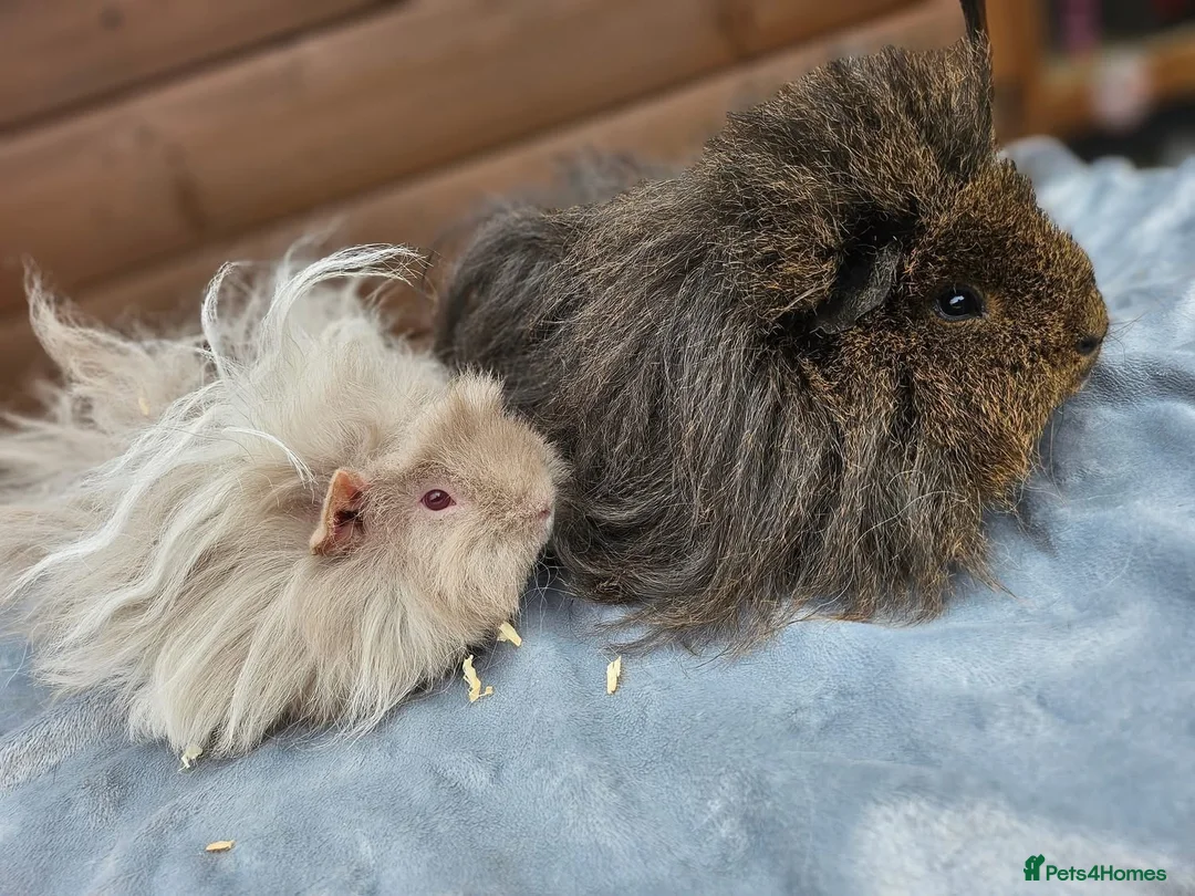 Guinea Pig rodents for sale: Male Guinea pigs purebred Lunkarya/Lunkarya cross - Advert 2
