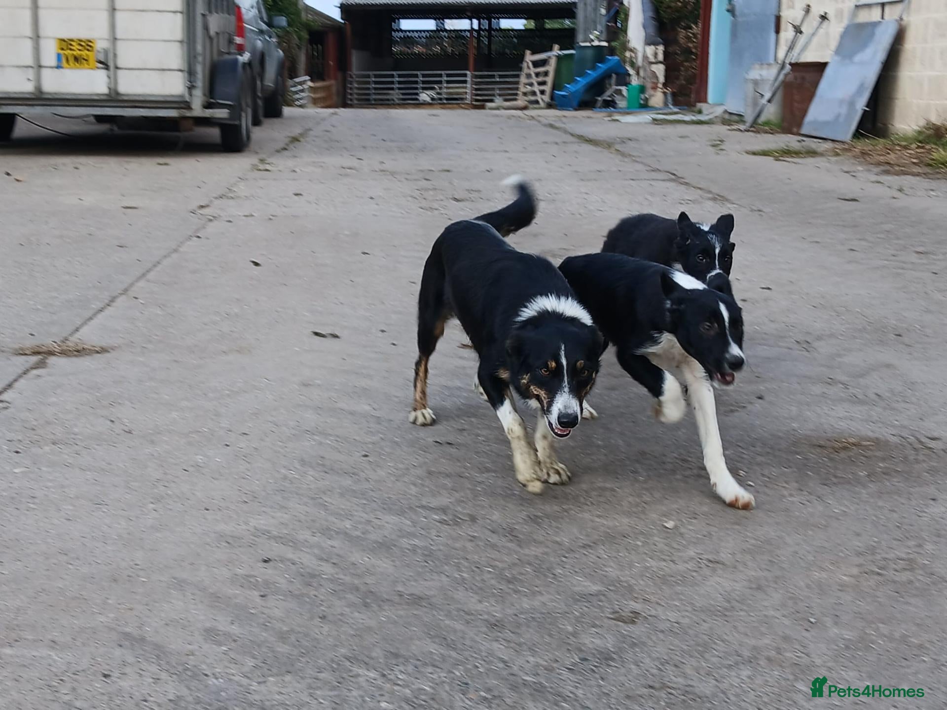 Border Collie dogs 3 bitch border collies 12 weeks old - Advert 1