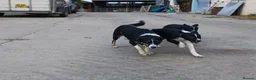 Border Collie dogs for sale: 3 bitch border collies 12 weeks old - Advert 1