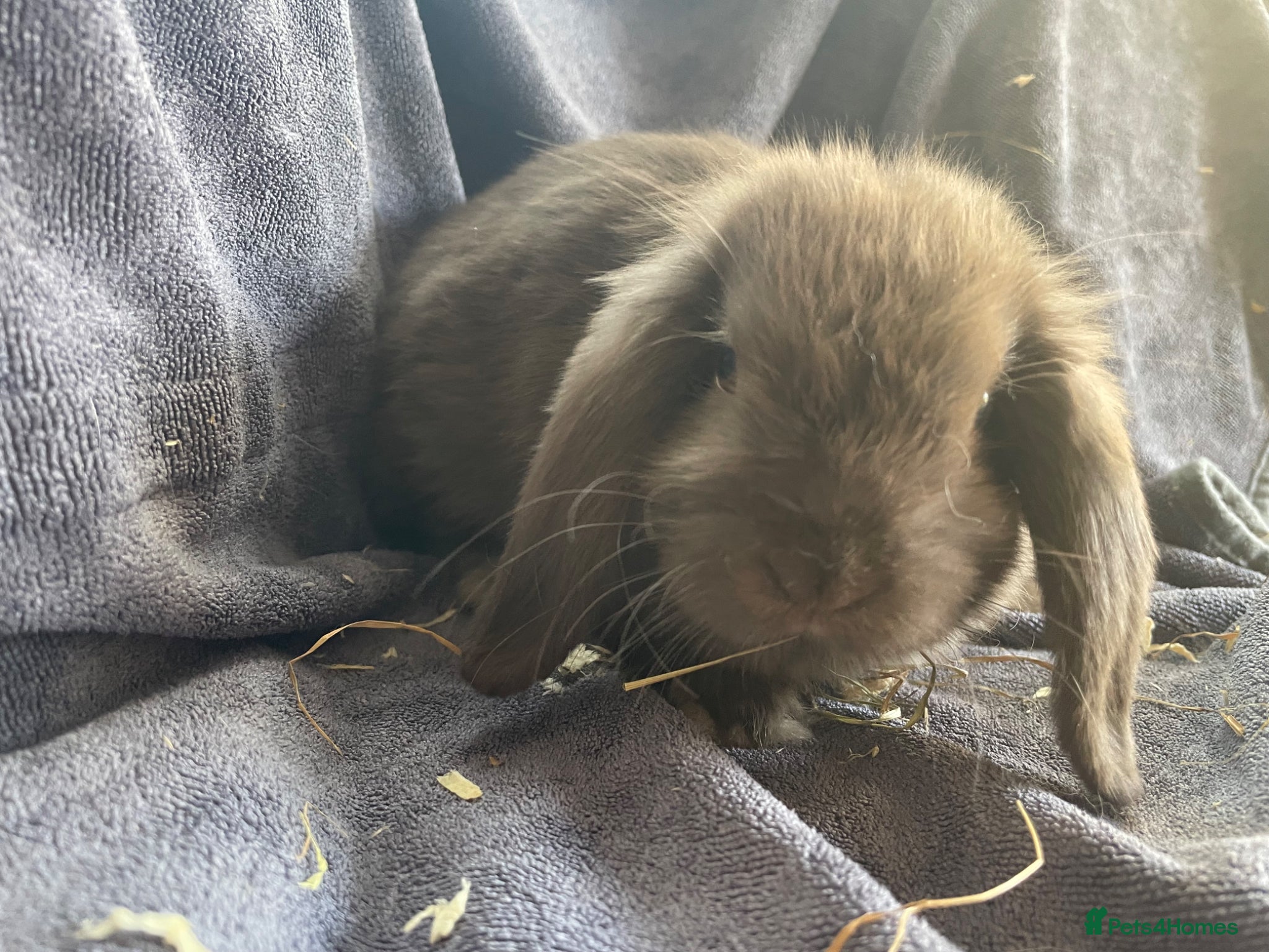 Mini Lop rabbits Mini lops for sale - Advert 22