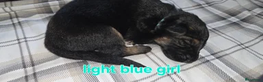 German Shepherd Puppy 6