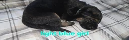 German Shepherd dogs for sale: Beautiful litter of german shepherd puppies  - Advert 10