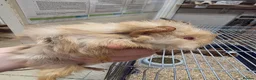 Guinea Pig rodents for sale: Female guinea pigs  - Advert 25