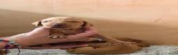 Hungarian Vizsla dogs for sale: KC registered Hungarian Vizsla puppies - Advert 14