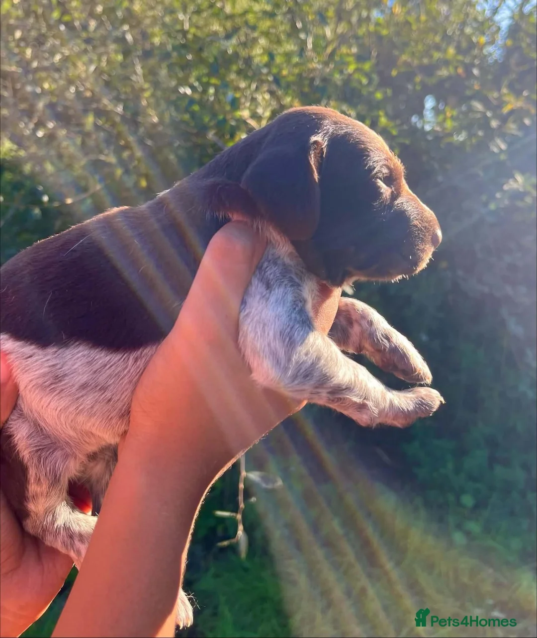 German Shorthaired Pointer dogs for sale: ❤️Gorgeous Gsp puppies ❤️🐾🐾 - Advert 2