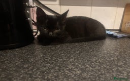 Mixed Breed cats for sale: 2 black Cats for sale  - Image 4