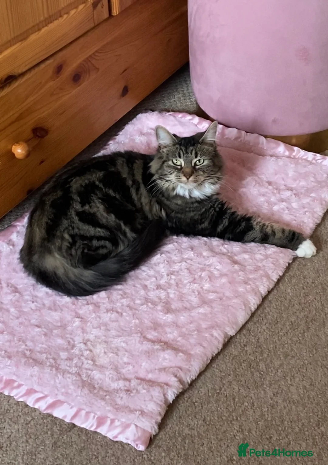 Mixed Breed cats for sale: Friendly Kittens Ready Now  - Advert 12