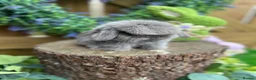 Mini Lop rabbits for sale: ⭐️ PUREBRED FRIENDLY MINI LOP BABY BUNNIES ⭐️ - Advert 1